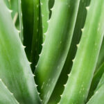 bain de bouche à l’aloe vera aurodhea -2